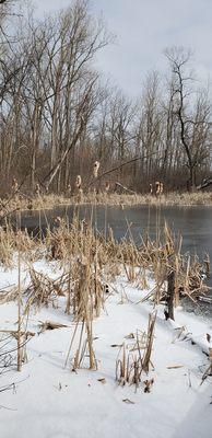Winter cattails
