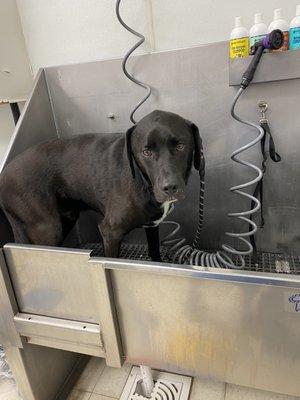 Self bath station, $12 as of June 2022