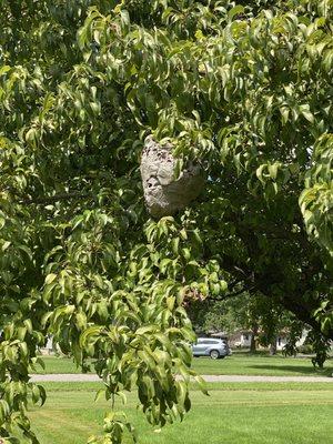 Scott’s Pest Solutions