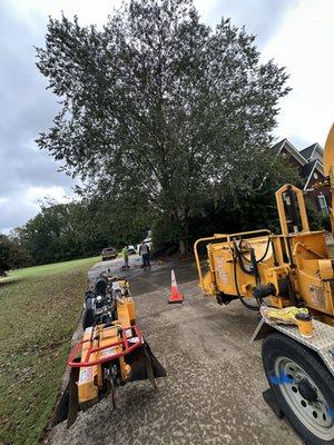 Getting ready to do this tree removal