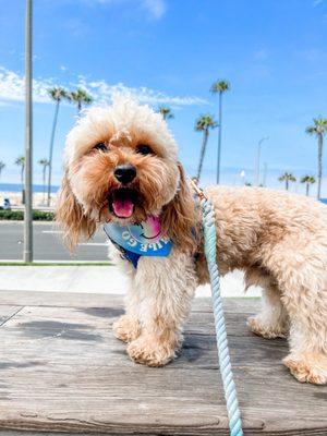 Fresh Paws on the Go