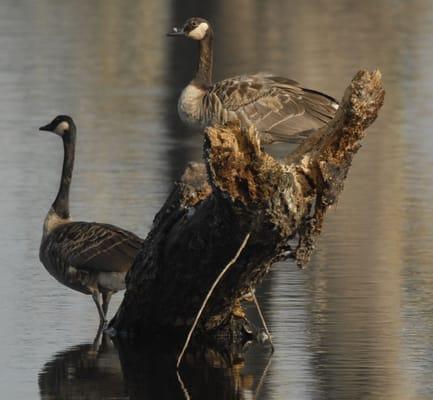 The BigWoods On the Trinity