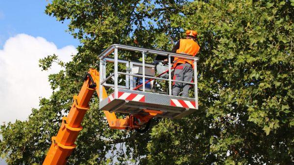 Crane tree removal for large trees