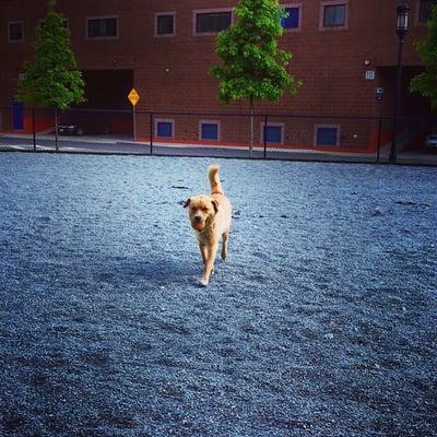 Channel Center Dog Park