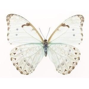 María With An Accent