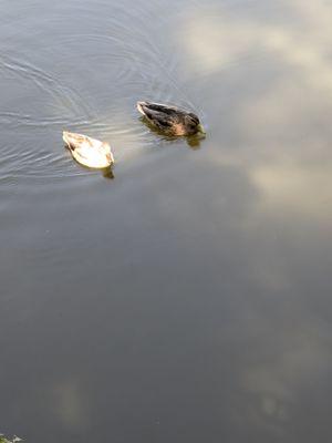 Interesting duck couple