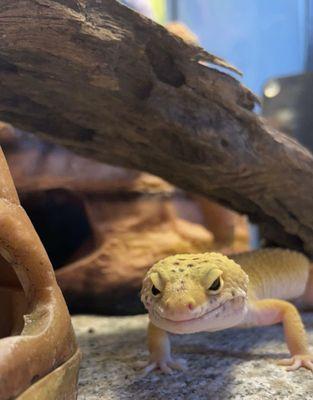 Southpaw Veterinary Clinic