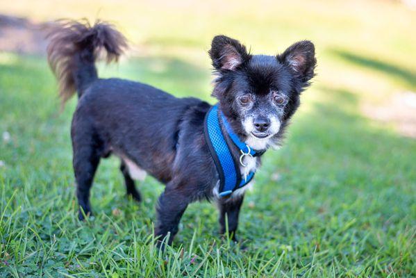 Second Chance Dog Rescue