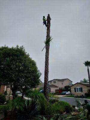 Premium Tree Services & Construccion