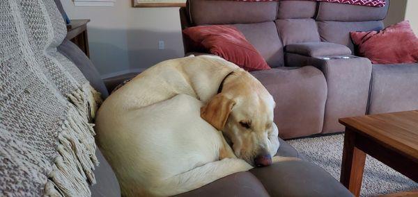 Healing Hands Small Animal Emergency Hospital