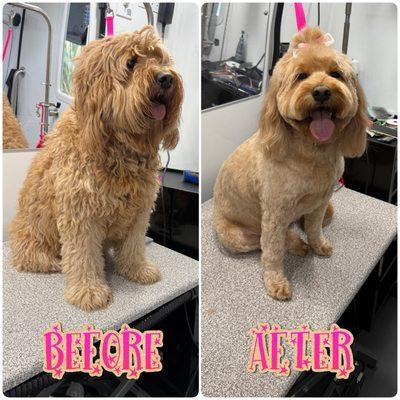 Puppyology Mobile Grooming