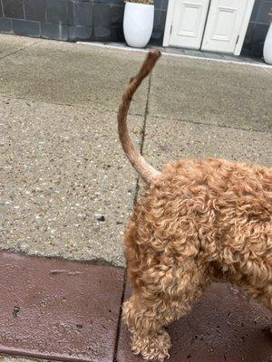 Spot's Pet Supply & Grooming