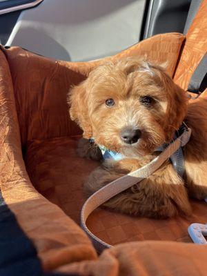 totally calm and happy all the way home