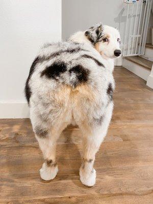 Stylin' Hounds