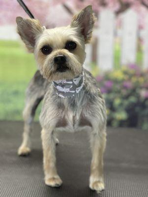 Rockin’ Your Doodle’s Doo