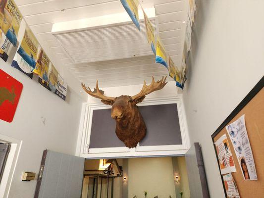 Loyal Order Of Moose Lodge