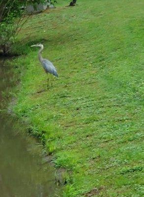 Great blue heron fishing in the little stream...