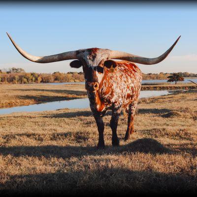 Texas Longhorn Cattle