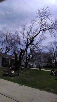 Davis Tree Service
