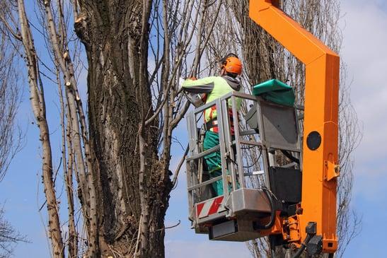 The Tree Service Company