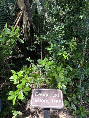Old live oak behind brush