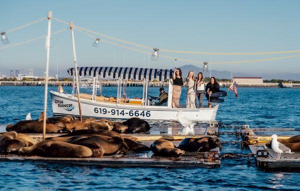 More Sea Lions and Seals!