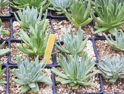 Grow Native Nursery Claremont