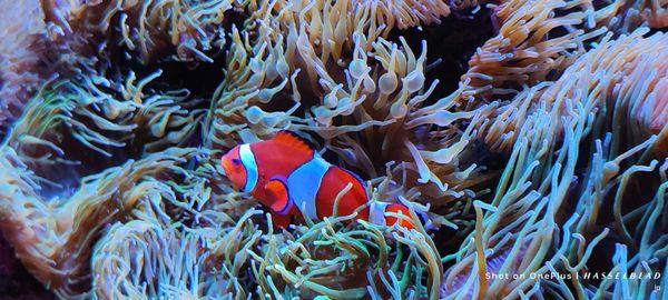 Mote Marine Laboratory & Aquarium