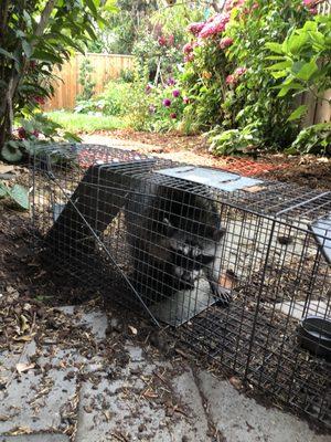 Bay Area Trapping Services