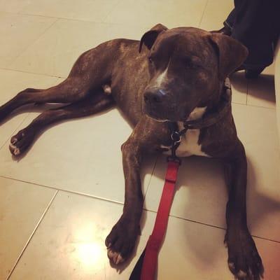 DFW Calm Dog Boarding