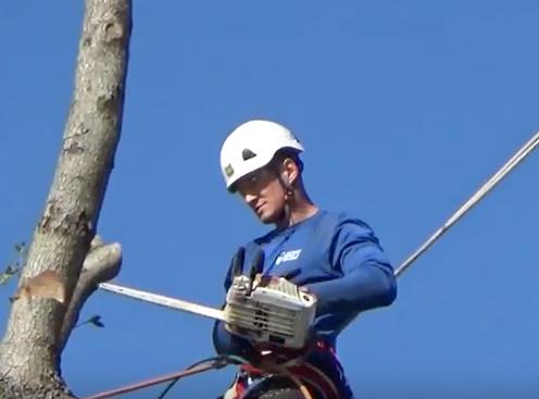 Southeast Arborist LLC