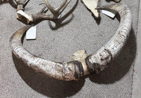 Out of This World Taxidermy