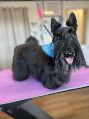 Mackenny the Scottish Terrier