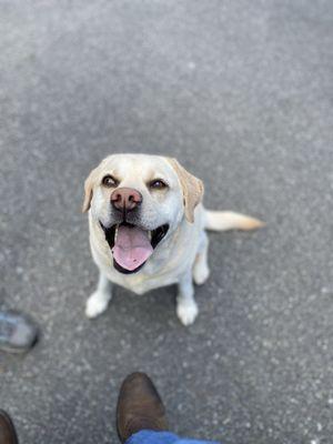 Coastal Holistic Complementary Veterinary Services