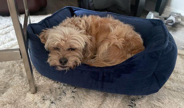 Dependable Pet Sitter