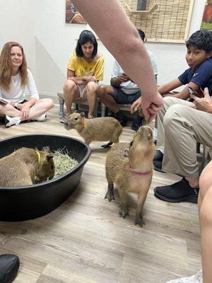 The Capybara Cafe