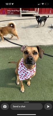 Stay & Play Pet Resort