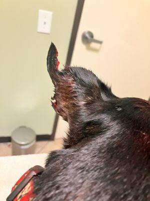 Harbor Pines Veterinary