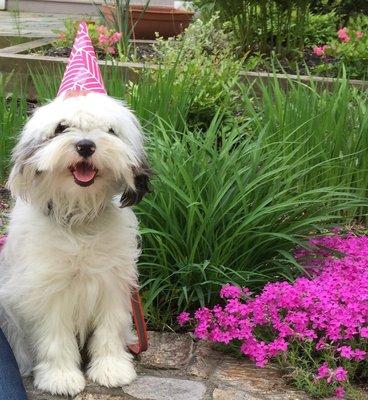 Whiskers Pet Sitting/Dog Walking Service, LLC