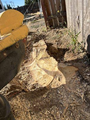 Timberway Stump Removal and Tree Service