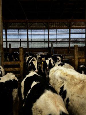 Brunton Dairy