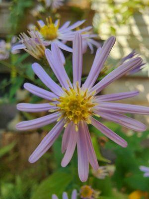 Top Notch Gardening and Snow Removal