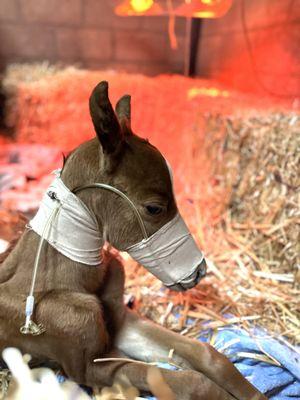 Chino Valley Equine Hospital