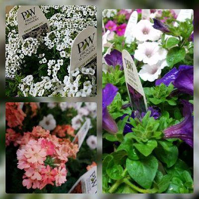 Great View Landscape