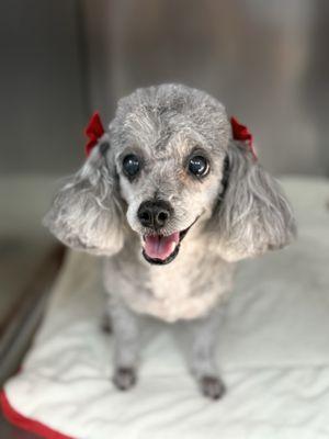 Claws N Paws Day Spa