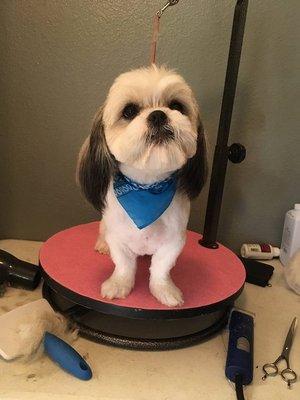 New Styles in PETCUTE