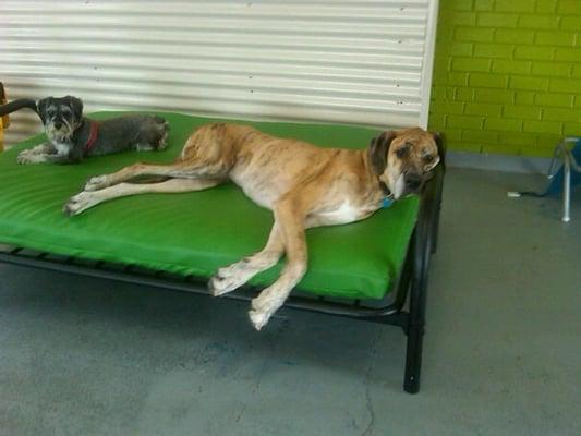 K9 Playland