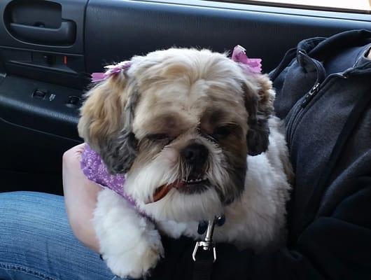 Plus One Dog & Cat Grooming