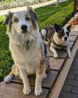 Seth Green Canine Care