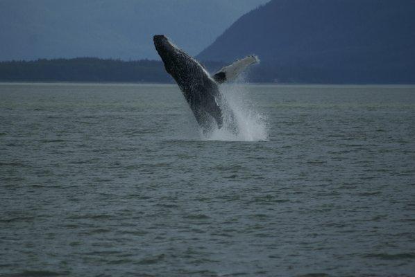 Whale Watching-Juneau Alaska